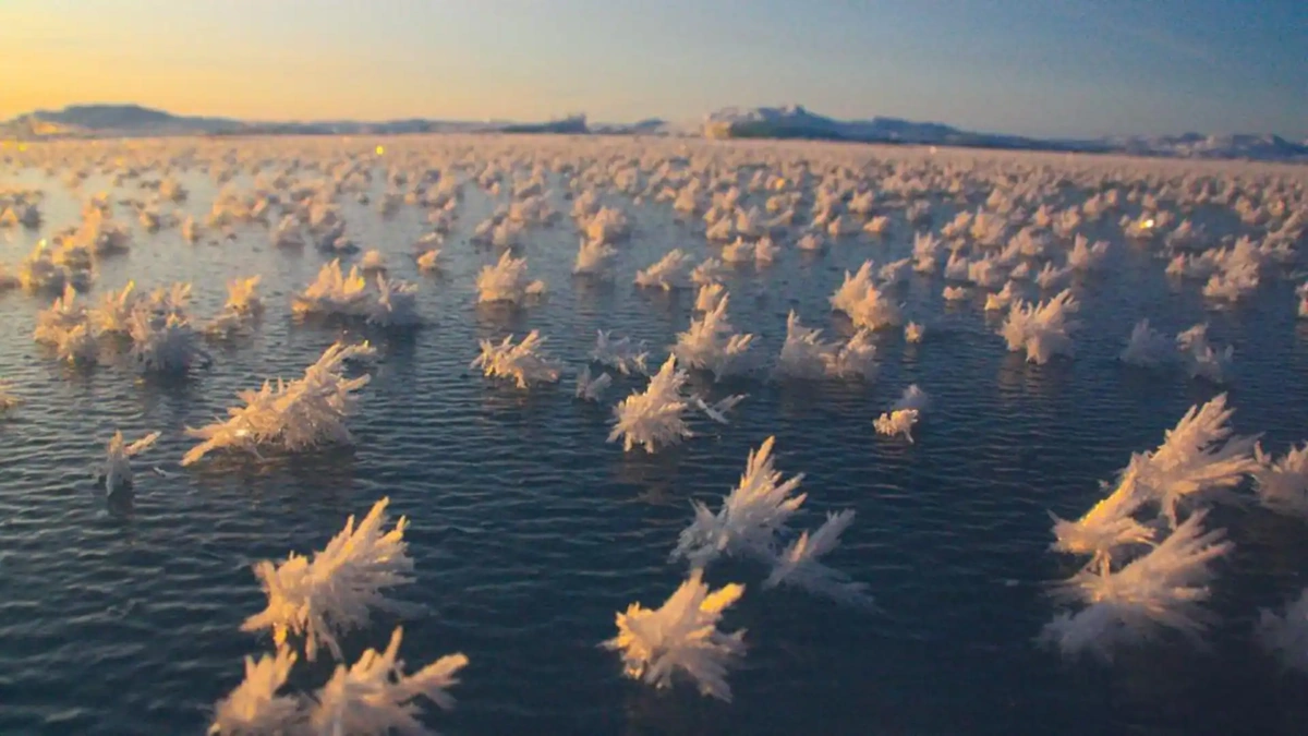 What Exactly IS Arctic Frost, Anyway?