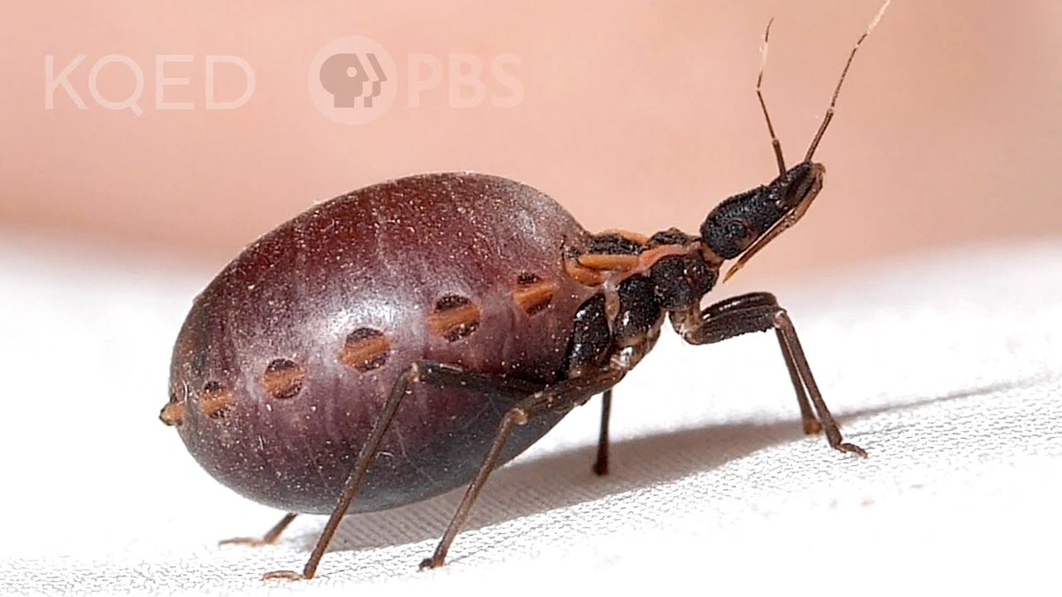 What Exactly Is a Kissing Bug (Triatomine Bugs)?