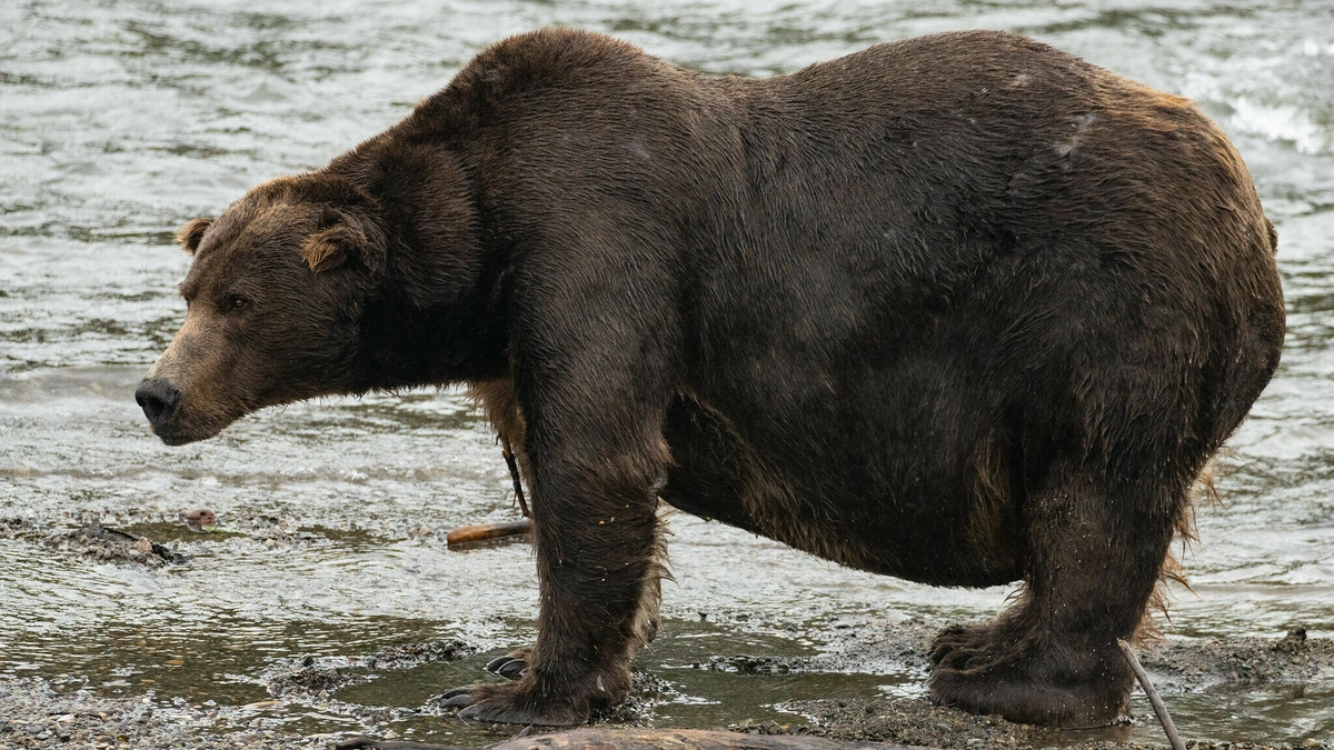 The "Why" Behind the Weight | More Than Just Fluff