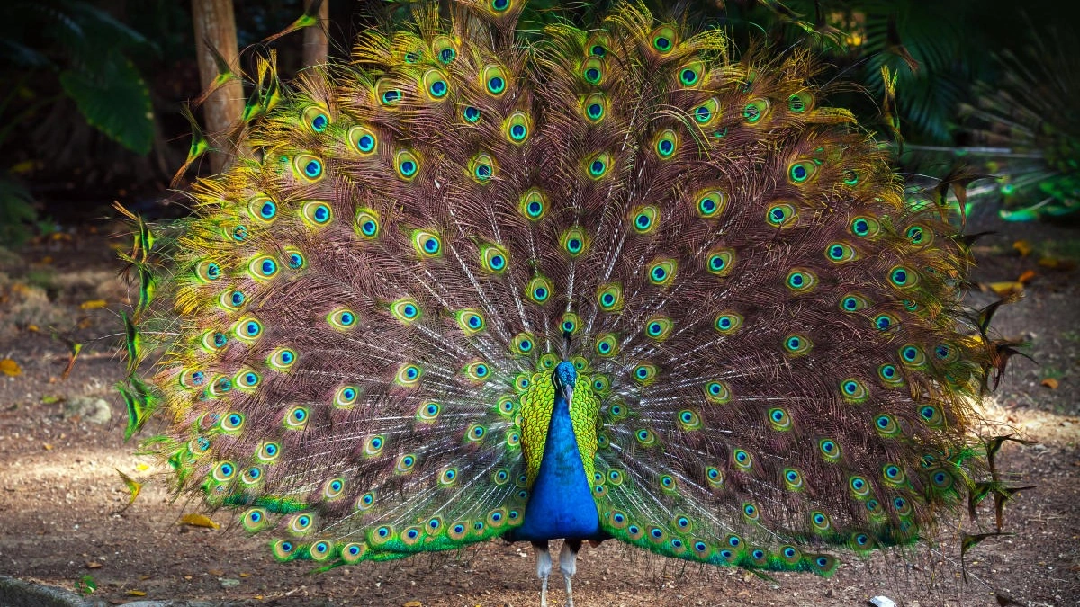 Why the Peacock Still Captivates Us