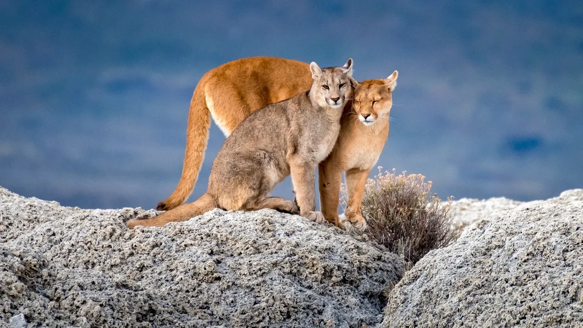 Why Puma Conservation Matters | It's Not Just About the Cats