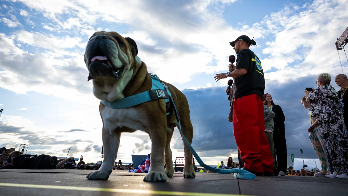 The Rise of Roscoe | From Rescue Dog to Canine Influencer