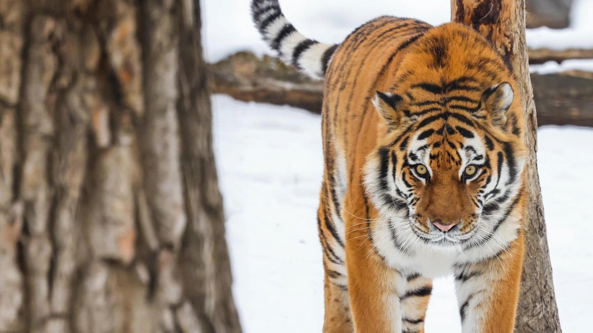 The Astonishing Intelligence ofTigers