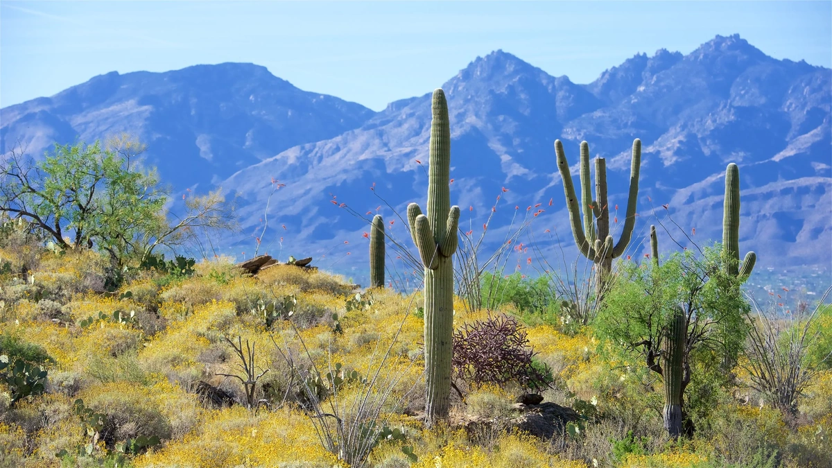 Decoding Tucson's Seasonal Shifts | Why Timing is Everything