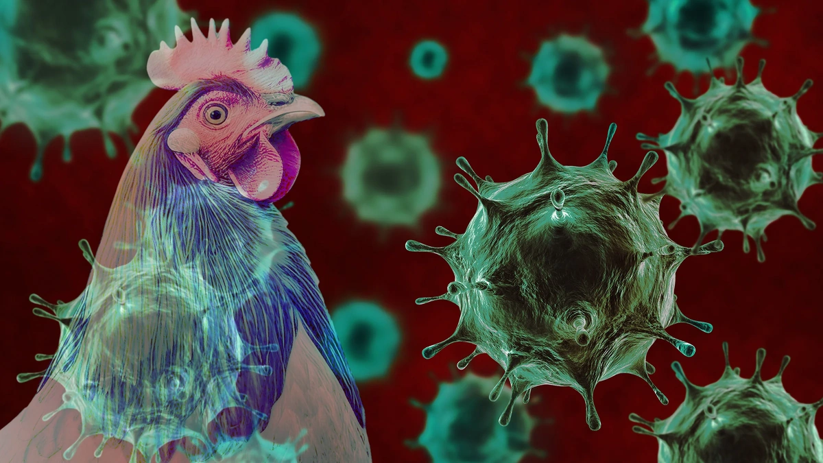 Why This Bird Flu Outbreak in the US Matters to India