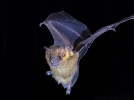Bat