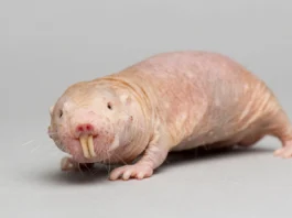 Naked mole rats
