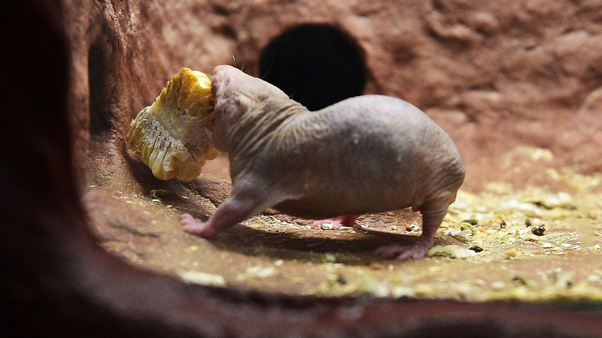 The "Why" Behind the Hype | Why Naked Mole Rats Matter