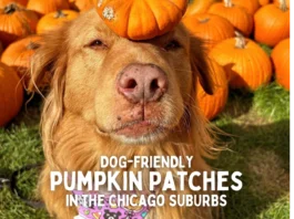 Pets at Pumpkin Patches