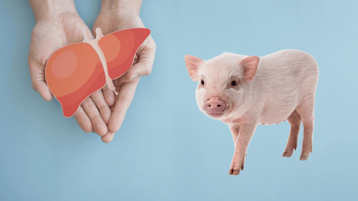 Why This Pig Liver Transplant Is More Than Just a News Story