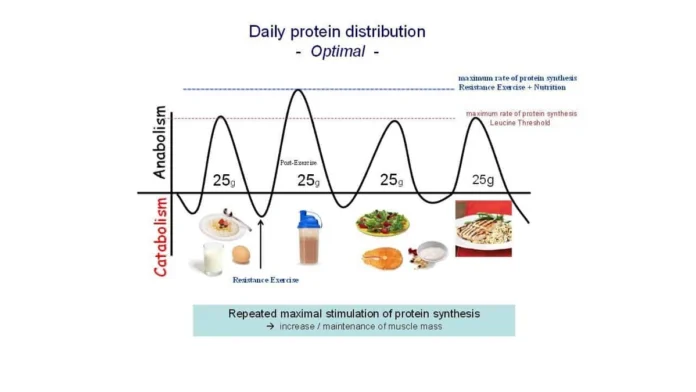 Protein Timing