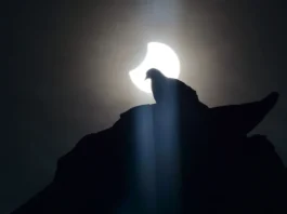 Solar Eclipse Bird Behavior