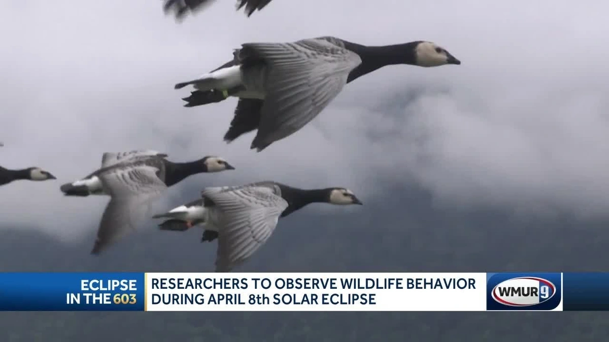 The Twilight Zone Effect | Why Birds Get Confused