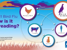 avian influenza