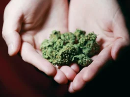 cannabis DNA