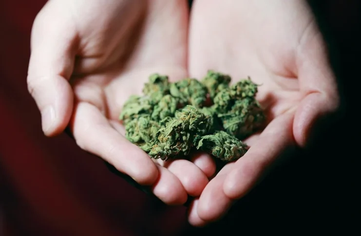 cannabis DNA