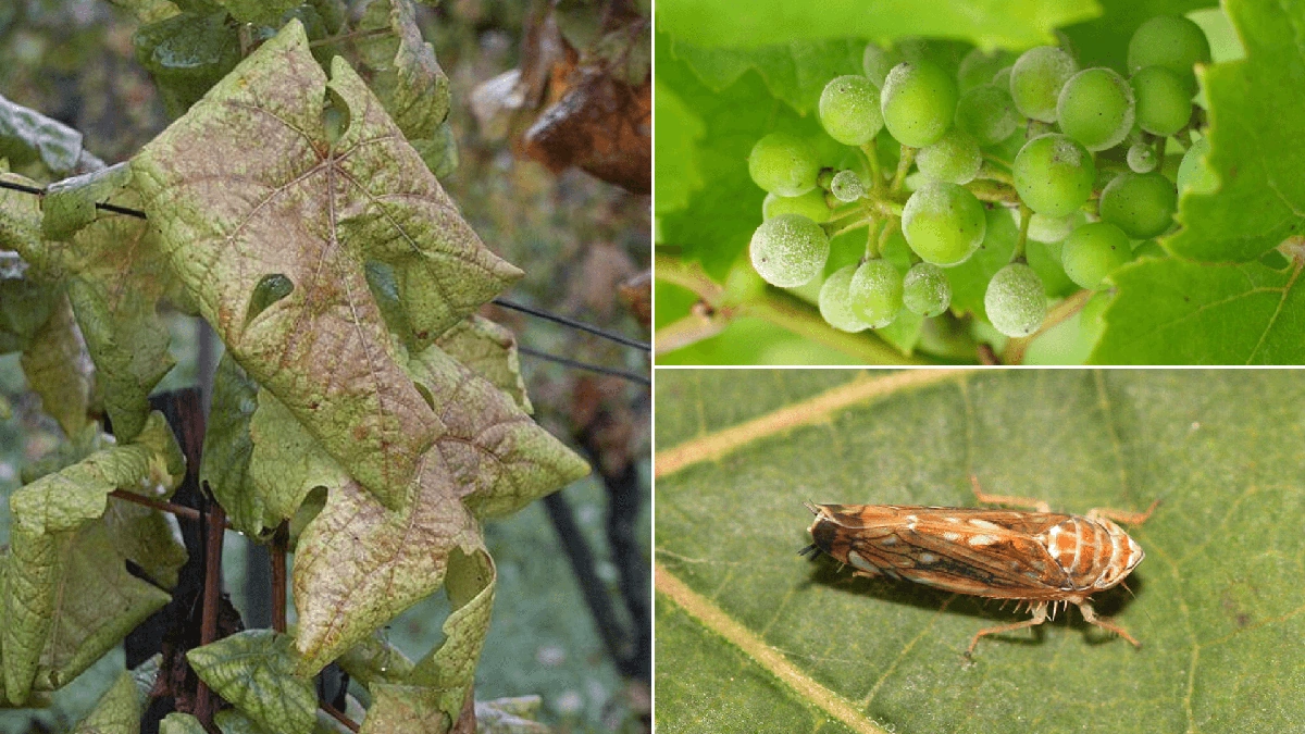 Why theGrapevineMatters: Understanding Its Influence
