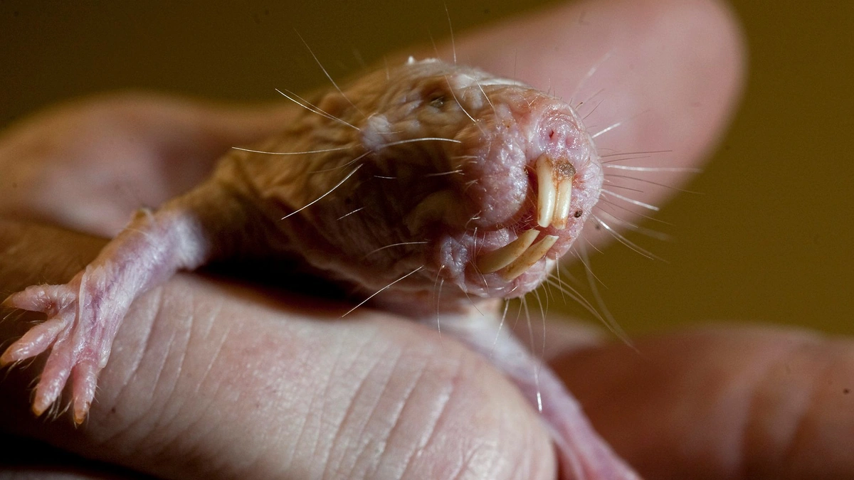 The Naked Truth About Naked Mole Rats
