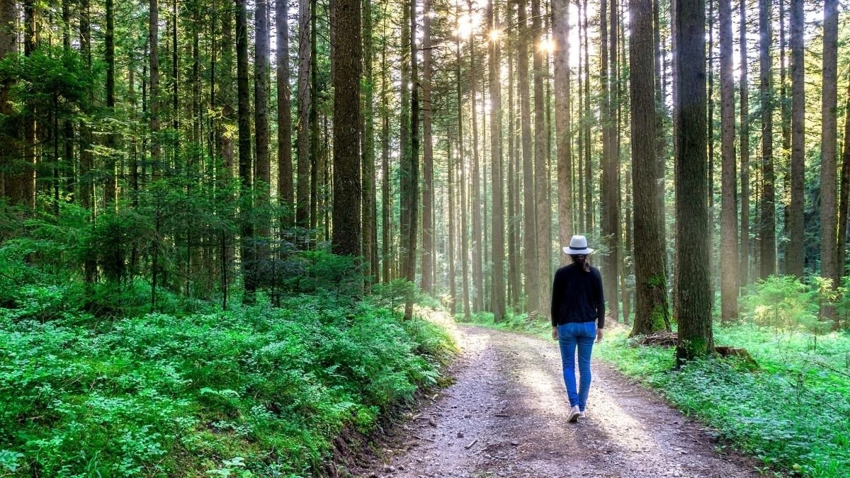 Why 20 Minutes? The Science of Nature's Magic