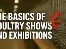 poultry shows