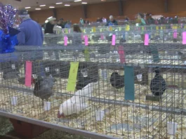 poultry shows