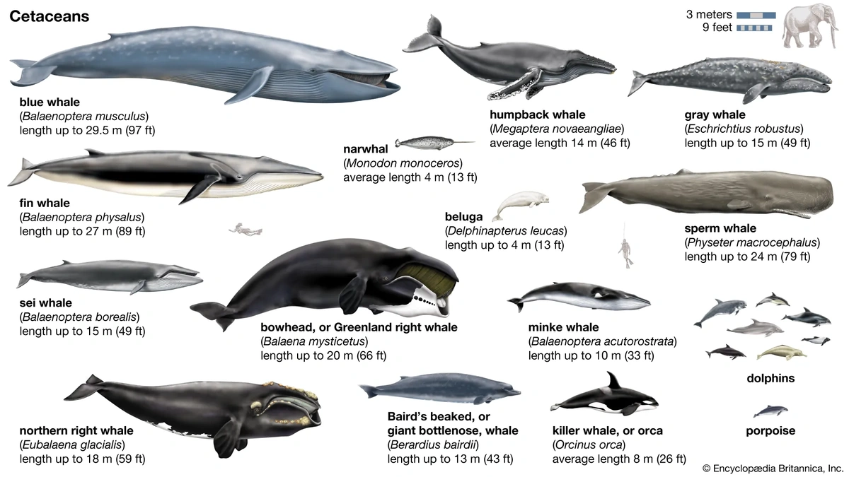 Why Whales Matter More Than You Think