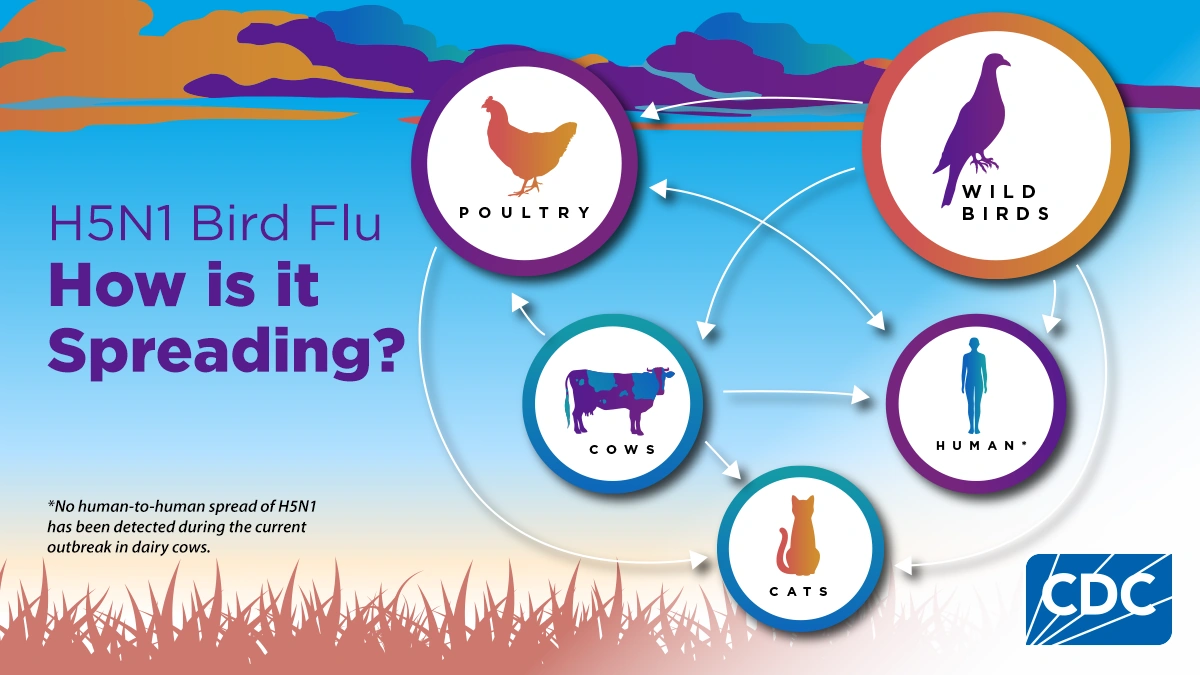 Understanding the H5N5 Virus | More Than Just Bird Flu