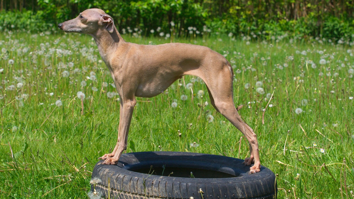 Why Greyhounds Are the Ultimate Apartment Dogs (Seriously!)